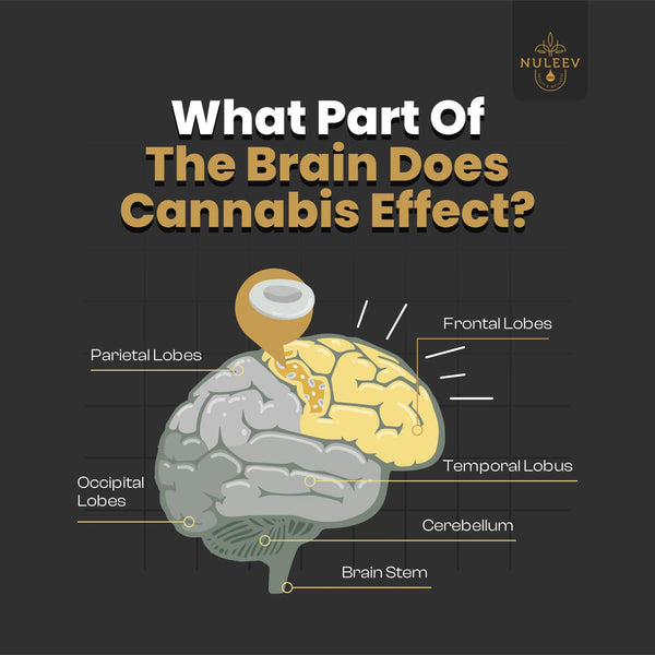 what part of the brain does cannabis effect
