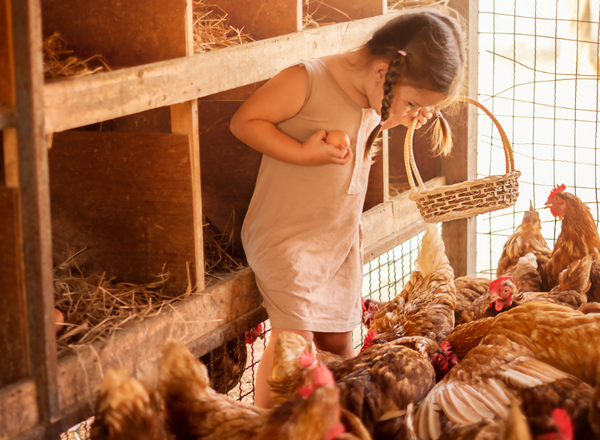 Girl collecting eggs in chicken coop