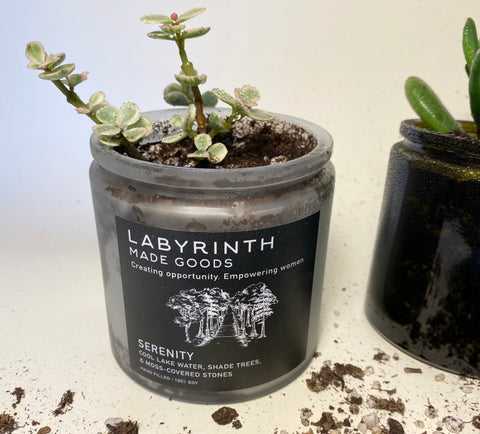 Potted plant inside a reused Labyrinth Handmade Goods candle