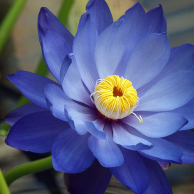 Blue Lotus