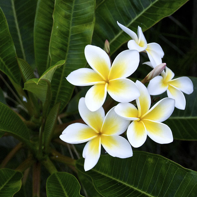 Frangipani