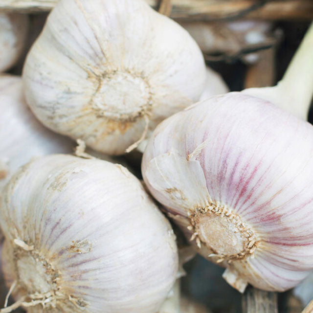 Garlic