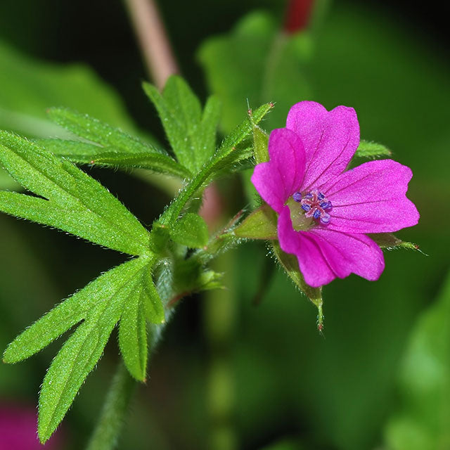 Geranium