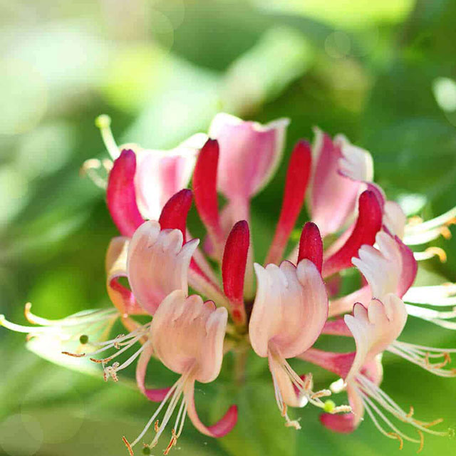 Honeysuckle