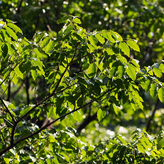 Peru Balsam