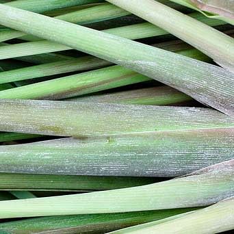 Lemongrass