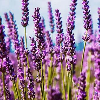 lavender oil