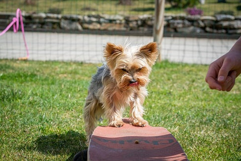 petit chien éducation