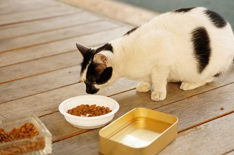 donner de l'eau fraiche à son chat