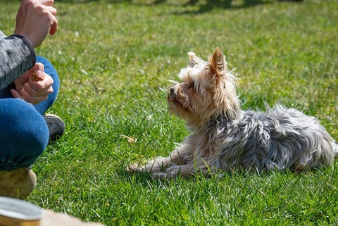 chien couché