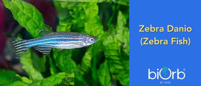Zebra Zanio (ZebraFish) guide in biOrb tank
