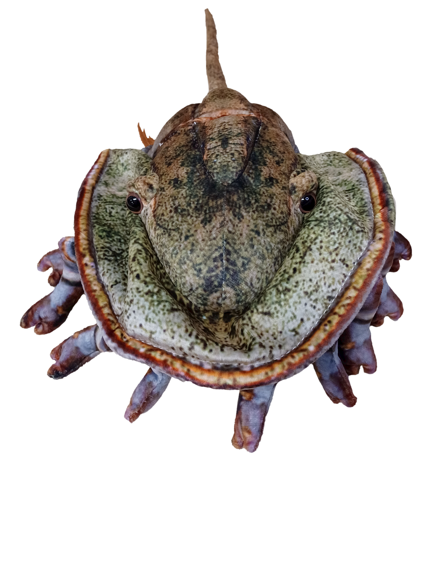 Horseshoe Crab Plush Stuffed Animal - DinosOnly.com