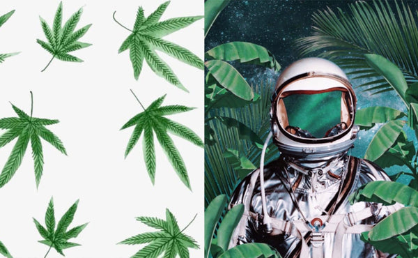 Astronaut in the jungle and hemp leaves