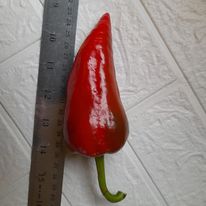 romano pepper next to a ruler