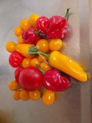 Cheyenne and habanero chillies with red and yellow tomatoes
