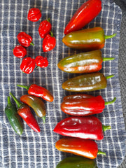 Romano peppers, jalapeno and red habanero