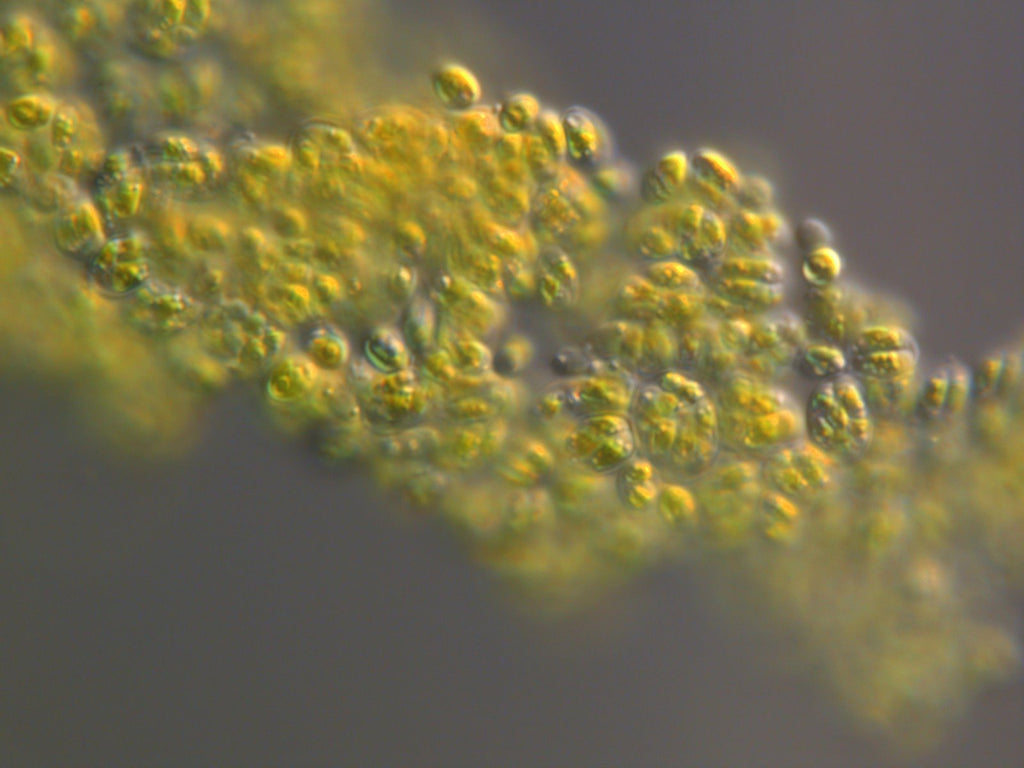 Tetraselmis, a microalgae strain.