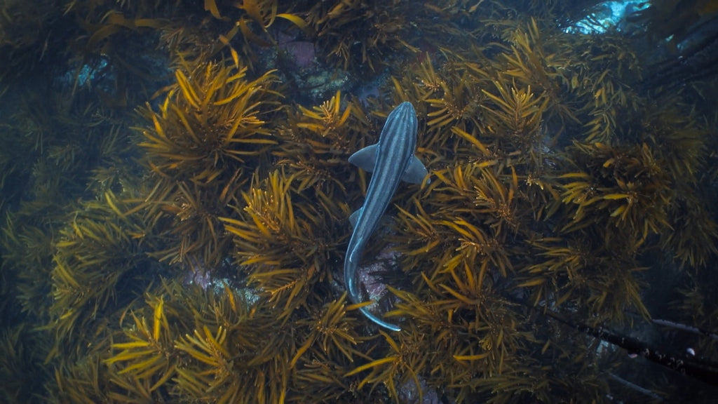 fish swims through seaweed, aerial view.