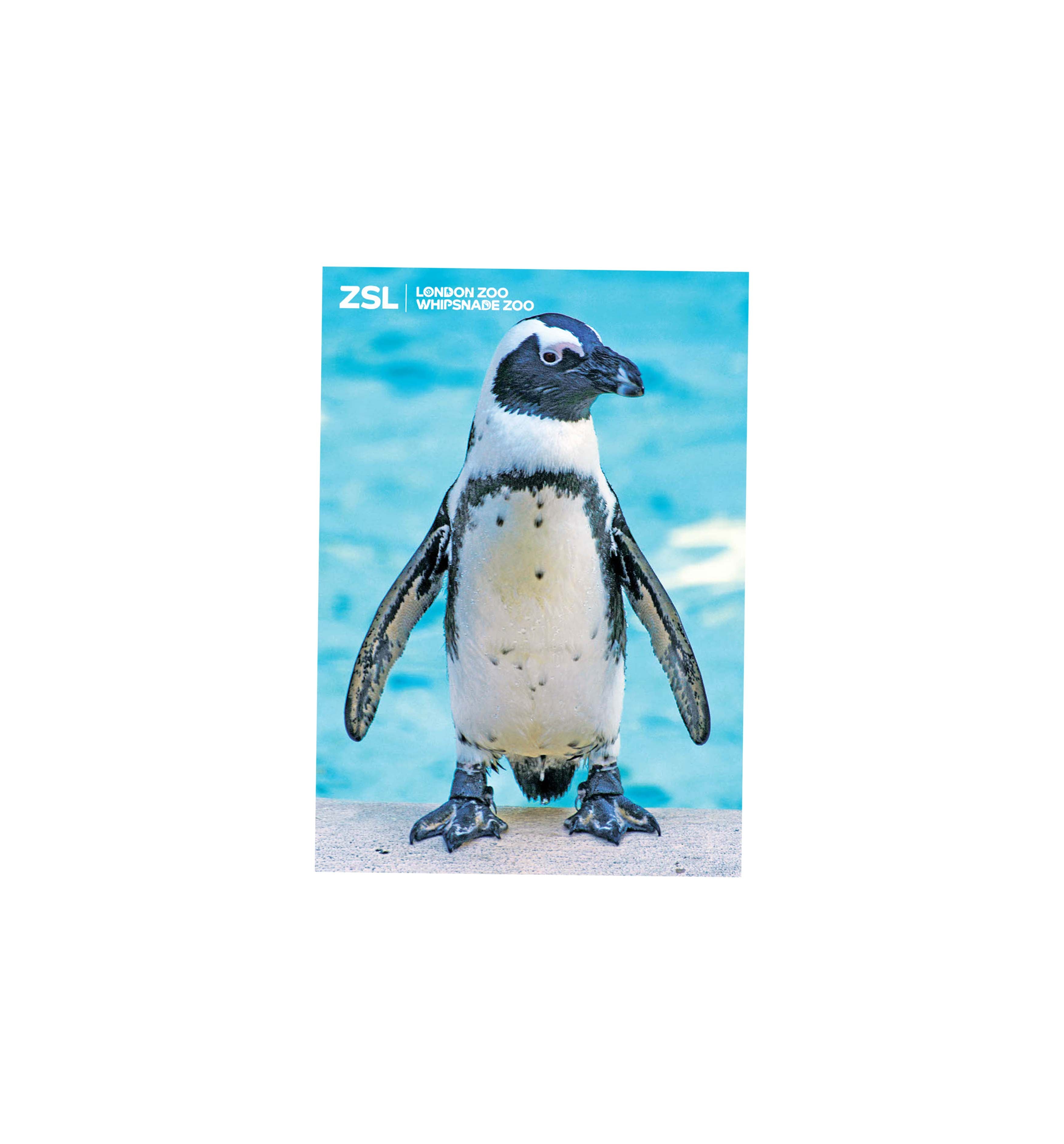 Rockhopper penguin soft toy, 32cm | ZSL Shop