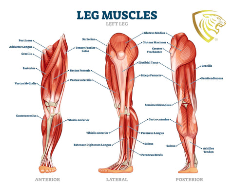 natomie van benen en quadriceps (quads) met spieren aan voorkant bovenbeen: rectus femoris, vastus lateralis, vastus intermedius, vastus medialis. Ook hamstrings, kuitspieren en delen als dijbeen, knie en scheenbeen