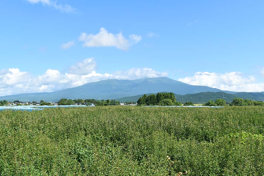 山形県 酒田市 刈屋 梨 ラ・フランス 鳥海山