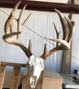 euro mount deer