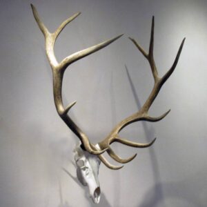 European elk mount