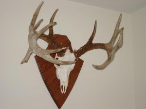 deer shed mounting ideas