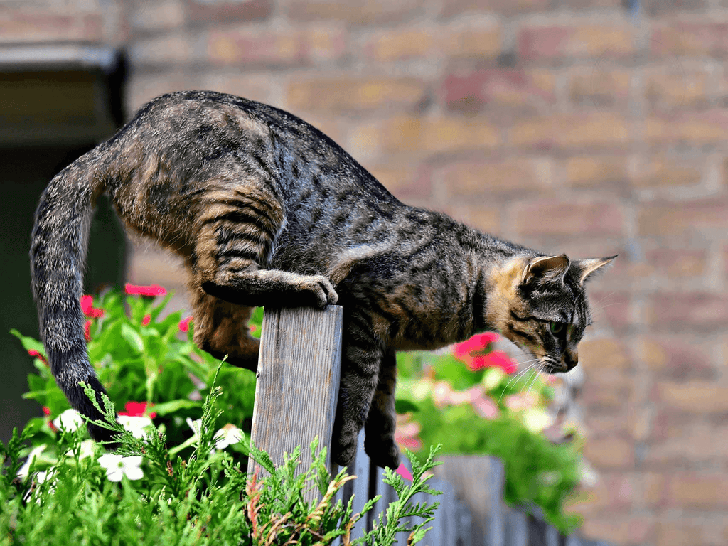 Keep Cats Off Outdoor Furniture