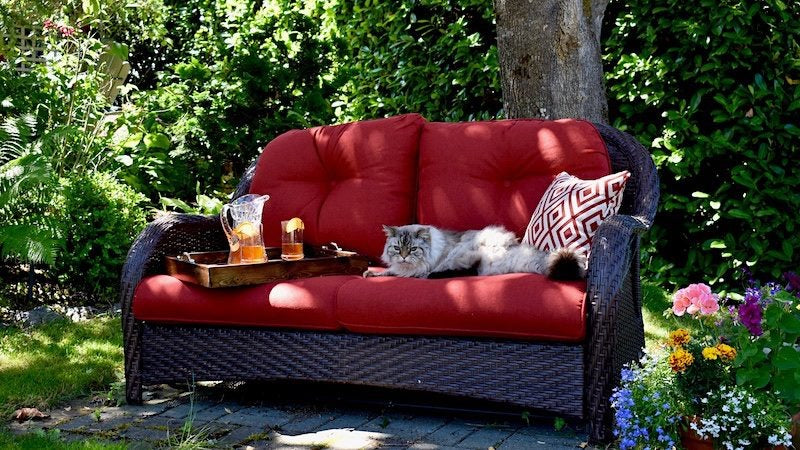 cats on outdoor furniture - Keep Cats Off Outdoor Furniture