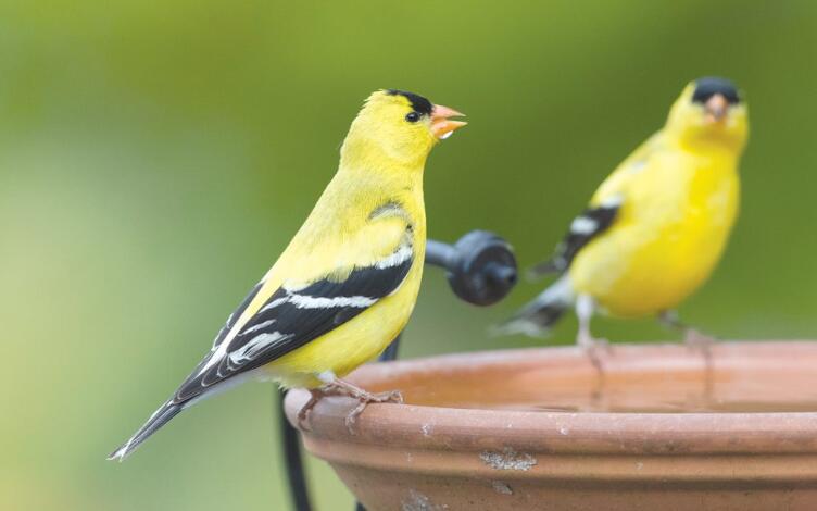 Educate Birds with Sound - Keep Birds Off Patio Furniture