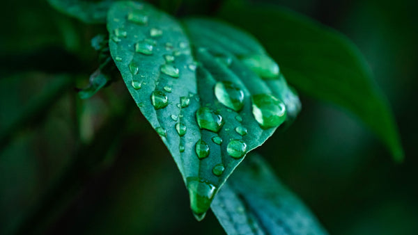 Green leaf with water droplets