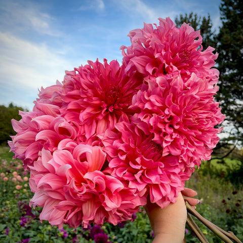 Dahlia 'Wanda's Aurora' - Dinnerplate Formal Decorative (1 tuber) – Lily's  Garden Store