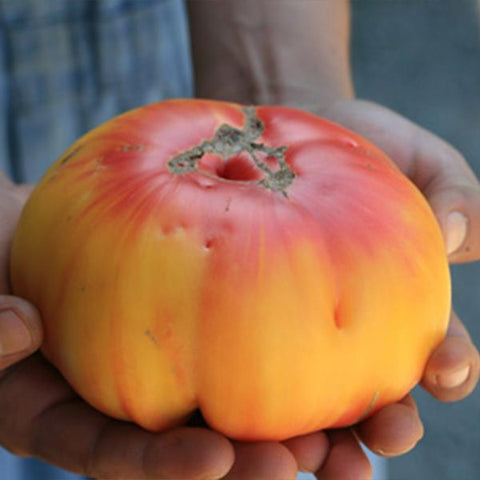 Yellow Brandywine Tomato – Revival Seeds