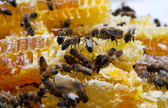 Honing & Propolis voor je dier