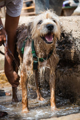 Tenerife Horse Rescue - Ronnie