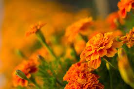 Marigold