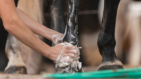 Paard wassen met shampoobar