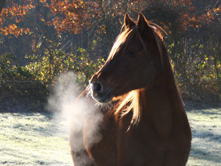 Paard in de winter