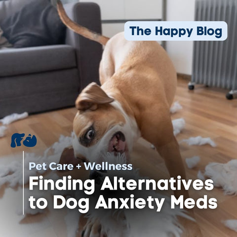 happy-pets-blog-pet-anxiety-med-alternatives-dog-blog-hero-image