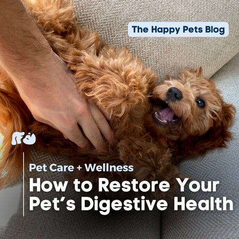 happy-hounds-cbd-dog-digestion-blog-hero-image-how-to-restore-your-pets-digestive-system-balance