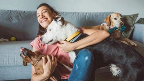 happy-hounds-pet-blog-on-hiring-a-dog-sitter-to-combat-anxiety-in-pets