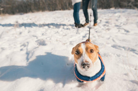 jack-russell-terrier-walking-in-snow-paw-protection-for-small-dogs