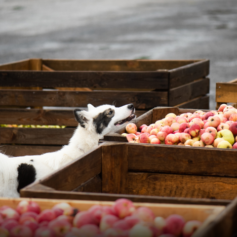 Happy-Hounds-fall-dog-activities-apple-picking-with-your-pets-wellness-events-for-dogs-calm