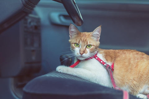 the-happy-pets-blog-how-reduce-cat-car-anxiety-road-trip
