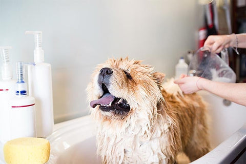 Happy-Hounds-Chow-Chow-Bath-Time-Fear-Slow-Introduction-to-dog-bath