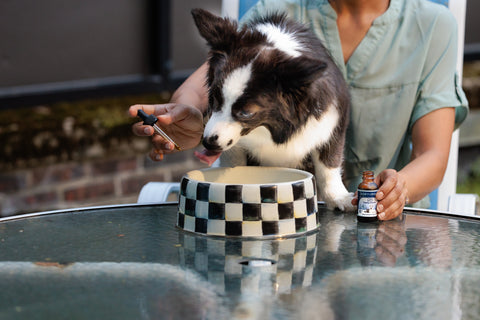 happy-hounds-cbd-calm-drops-woman-giving-dog-hemp-outside