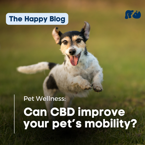 Cbd-for-dog-joint-pain-hip-dysplasia-arthritis-solutions-for-dogs-happy-hounds-cbd-pet-care