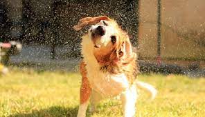Happy-Hounds-dog-bath-time-going-crazy-calm-bath-tips-for-dogs