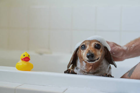 Happy-Hounds-Doxie-Bath-Guide-How-to-use-CBD-for-water-averse-dogs